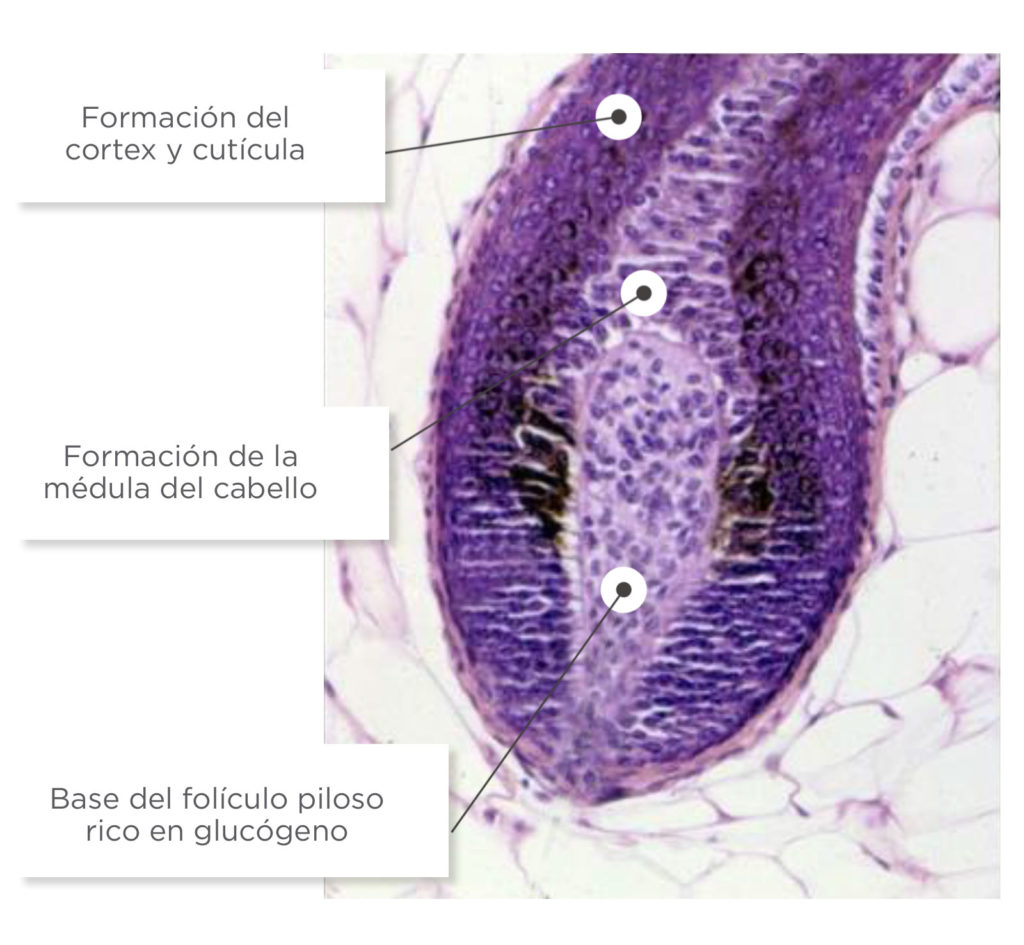 Glucogeno marino